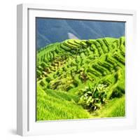 China 10MKm2 Collection - Rice Terraces - Longsheng Ping'an - Guangxi-Philippe Hugonnard-Framed Photographic Print