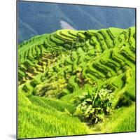 China 10MKm2 Collection - Rice Terraces - Longsheng Ping'an - Guangxi-Philippe Hugonnard-Mounted Photographic Print