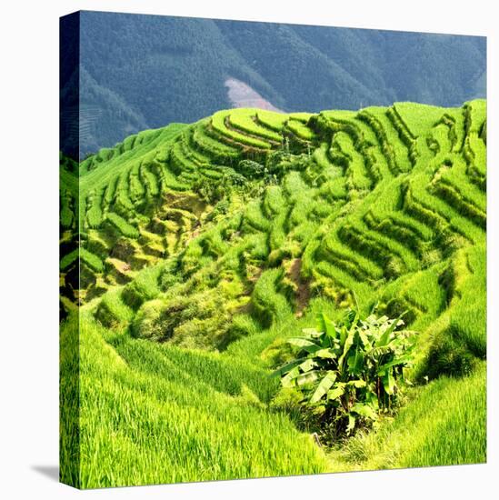 China 10MKm2 Collection - Rice Terraces - Longsheng Ping'an - Guangxi-Philippe Hugonnard-Stretched Canvas