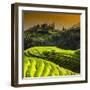 China 10MKm2 Collection - Rice Terraces - Longsheng Ping'an - Guangxi-Philippe Hugonnard-Framed Premium Photographic Print