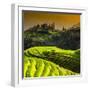 China 10MKm2 Collection - Rice Terraces - Longsheng Ping'an - Guangxi-Philippe Hugonnard-Framed Premium Photographic Print