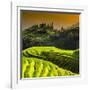 China 10MKm2 Collection - Rice Terraces - Longsheng Ping'an - Guangxi-Philippe Hugonnard-Framed Photographic Print