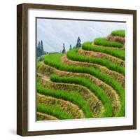 China 10MKm2 Collection - Rice Terraces - Longsheng Ping'an - Guangxi-Philippe Hugonnard-Framed Photographic Print