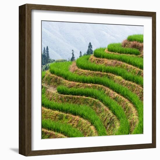 China 10MKm2 Collection - Rice Terraces - Longsheng Ping'an - Guangxi-Philippe Hugonnard-Framed Photographic Print