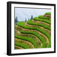 China 10MKm2 Collection - Rice Terraces - Longsheng Ping'an - Guangxi-Philippe Hugonnard-Framed Photographic Print