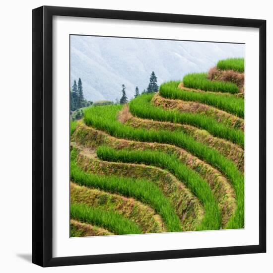 China 10MKm2 Collection - Rice Terraces - Longsheng Ping'an - Guangxi-Philippe Hugonnard-Framed Photographic Print