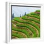 China 10MKm2 Collection - Rice Terraces - Longsheng Ping'an - Guangxi-Philippe Hugonnard-Framed Photographic Print