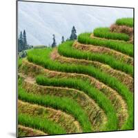 China 10MKm2 Collection - Rice Terraces - Longsheng Ping'an - Guangxi-Philippe Hugonnard-Mounted Photographic Print