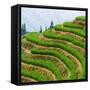 China 10MKm2 Collection - Rice Terraces - Longsheng Ping'an - Guangxi-Philippe Hugonnard-Framed Stretched Canvas