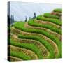 China 10MKm2 Collection - Rice Terraces - Longsheng Ping'an - Guangxi-Philippe Hugonnard-Stretched Canvas