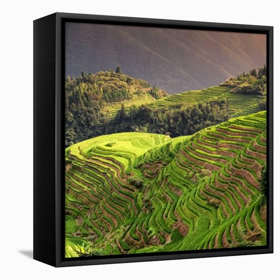 China 10MKm2 Collection - Rice Terraces - Longsheng Ping'an - Guangxi-Philippe Hugonnard-Framed Stretched Canvas