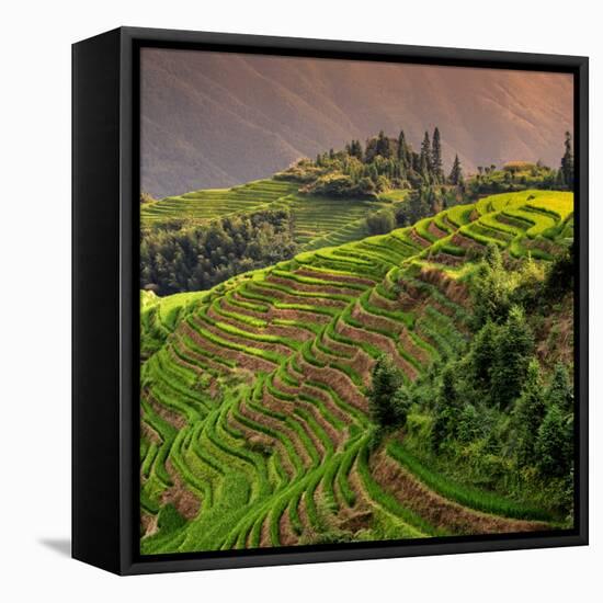 China 10MKm2 Collection - Rice Terraces - Longsheng Ping'an - Guangxi-Philippe Hugonnard-Framed Stretched Canvas