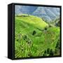 China 10MKm2 Collection - Rice Terraces - Longsheng Ping'an - Guangxi-Philippe Hugonnard-Framed Stretched Canvas