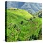 China 10MKm2 Collection - Rice Terraces - Longsheng Ping'an - Guangxi-Philippe Hugonnard-Stretched Canvas