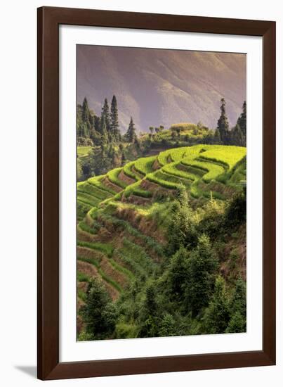 China 10MKm2 Collection - Rice Terraces - Longsheng Ping'an - Guangxi-Philippe Hugonnard-Framed Photographic Print