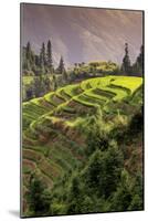 China 10MKm2 Collection - Rice Terraces - Longsheng Ping'an - Guangxi-Philippe Hugonnard-Mounted Photographic Print