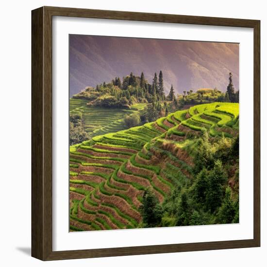 China 10MKm2 Collection - Rice Terraces - Longsheng Ping'an - Guangxi-Philippe Hugonnard-Framed Photographic Print