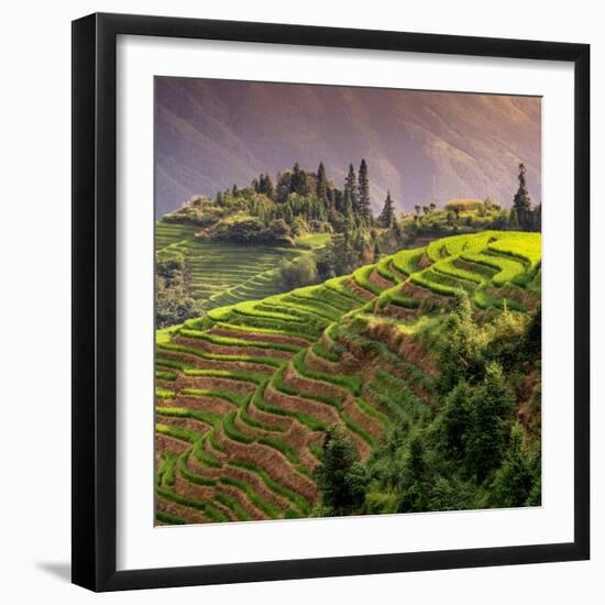 China 10MKm2 Collection - Rice Terraces - Longsheng Ping'an - Guangxi-Philippe Hugonnard-Framed Photographic Print