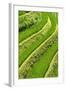 China 10MKm2 Collection - Rice Terraces - Longsheng Ping'an - Guangxi-Philippe Hugonnard-Framed Photographic Print