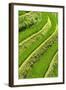 China 10MKm2 Collection - Rice Terraces - Longsheng Ping'an - Guangxi-Philippe Hugonnard-Framed Photographic Print