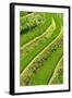 China 10MKm2 Collection - Rice Terraces - Longsheng Ping'an - Guangxi-Philippe Hugonnard-Framed Photographic Print