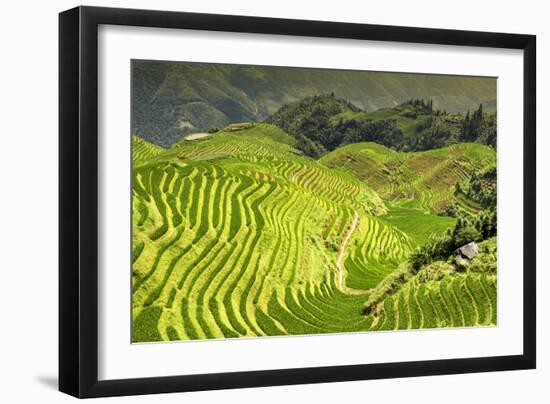 China 10MKm2 Collection - Rice Terraces - Longsheng Ping'an - Guangxi-Philippe Hugonnard-Framed Photographic Print