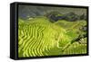 China 10MKm2 Collection - Rice Terraces - Longsheng Ping'an - Guangxi-Philippe Hugonnard-Framed Stretched Canvas