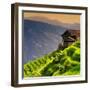 China 10MKm2 Collection - Rice Terraces - Longsheng Ping'an - Guangxi-Philippe Hugonnard-Framed Photographic Print