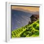 China 10MKm2 Collection - Rice Terraces - Longsheng Ping'an - Guangxi-Philippe Hugonnard-Framed Photographic Print