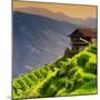 China 10MKm2 Collection - Rice Terraces - Longsheng Ping'an - Guangxi-Philippe Hugonnard-Mounted Photographic Print