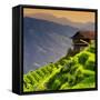 China 10MKm2 Collection - Rice Terraces - Longsheng Ping'an - Guangxi-Philippe Hugonnard-Framed Stretched Canvas