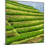 China 10MKm2 Collection - Rice Terraces - Longsheng Ping'an - Guangxi-Philippe Hugonnard-Mounted Premium Photographic Print