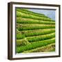 China 10MKm2 Collection - Rice Terraces - Longsheng Ping'an - Guangxi-Philippe Hugonnard-Framed Photographic Print