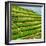 China 10MKm2 Collection - Rice Terraces - Longsheng Ping'an - Guangxi-Philippe Hugonnard-Framed Photographic Print