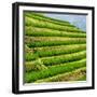 China 10MKm2 Collection - Rice Terraces - Longsheng Ping'an - Guangxi-Philippe Hugonnard-Framed Photographic Print