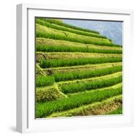 China 10MKm2 Collection - Rice Terraces - Longsheng Ping'an - Guangxi-Philippe Hugonnard-Framed Photographic Print