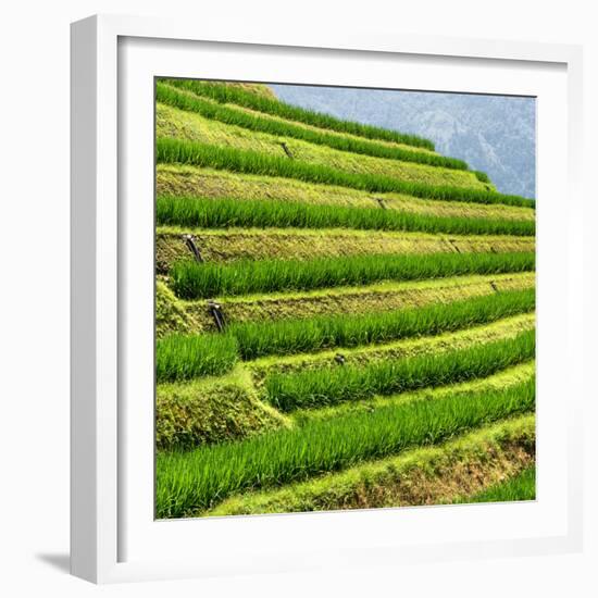 China 10MKm2 Collection - Rice Terraces - Longsheng Ping'an - Guangxi-Philippe Hugonnard-Framed Photographic Print