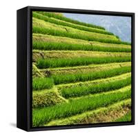 China 10MKm2 Collection - Rice Terraces - Longsheng Ping'an - Guangxi-Philippe Hugonnard-Framed Stretched Canvas