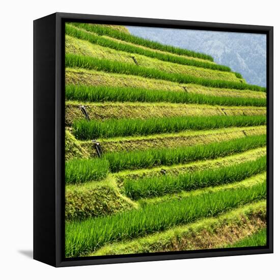 China 10MKm2 Collection - Rice Terraces - Longsheng Ping'an - Guangxi-Philippe Hugonnard-Framed Stretched Canvas