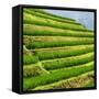 China 10MKm2 Collection - Rice Terraces - Longsheng Ping'an - Guangxi-Philippe Hugonnard-Framed Stretched Canvas