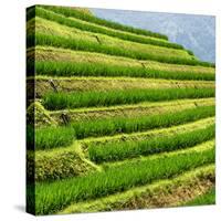 China 10MKm2 Collection - Rice Terraces - Longsheng Ping'an - Guangxi-Philippe Hugonnard-Stretched Canvas