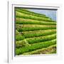 China 10MKm2 Collection - Rice Terraces - Longsheng Ping'an - Guangxi-Philippe Hugonnard-Framed Photographic Print