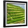 China 10MKm2 Collection - Rice Terraces - Longsheng Ping'an - Guangxi-Philippe Hugonnard-Framed Photographic Print