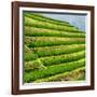 China 10MKm2 Collection - Rice Terraces - Longsheng Ping'an - Guangxi-Philippe Hugonnard-Framed Photographic Print