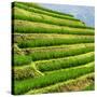 China 10MKm2 Collection - Rice Terraces - Longsheng Ping'an - Guangxi-Philippe Hugonnard-Stretched Canvas