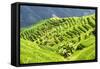 China 10MKm2 Collection - Rice Terraces - Longsheng Ping'an - Guangxi-Philippe Hugonnard-Framed Stretched Canvas