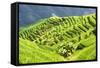 China 10MKm2 Collection - Rice Terraces - Longsheng Ping'an - Guangxi-Philippe Hugonnard-Framed Stretched Canvas