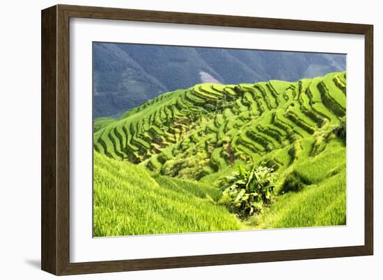 China 10MKm2 Collection - Rice Terraces - Longsheng Ping'an - Guangxi-Philippe Hugonnard-Framed Photographic Print