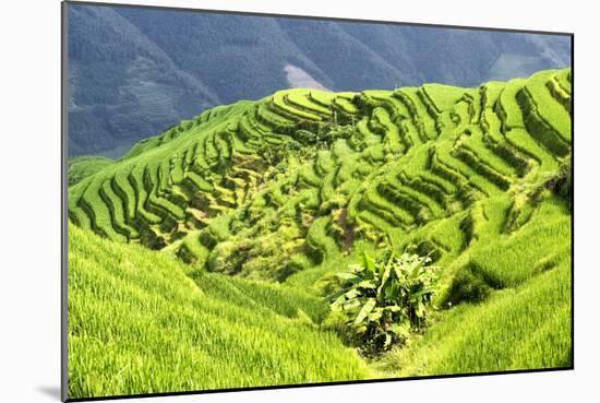 China 10MKm2 Collection - Rice Terraces - Longsheng Ping'an - Guangxi-Philippe Hugonnard-Mounted Photographic Print