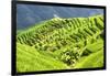 China 10MKm2 Collection - Rice Terraces - Longsheng Ping'an - Guangxi-Philippe Hugonnard-Framed Photographic Print